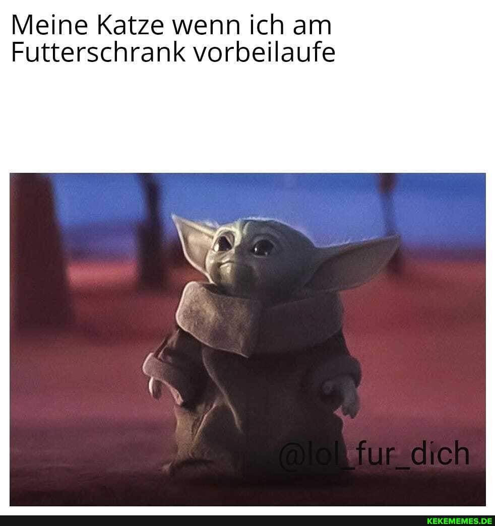 Meine Katze wenn ich am
Futterschrank vorbellaufe
fr dich