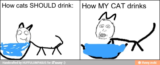 How cats SHOULD drink: How MY CAT drinks