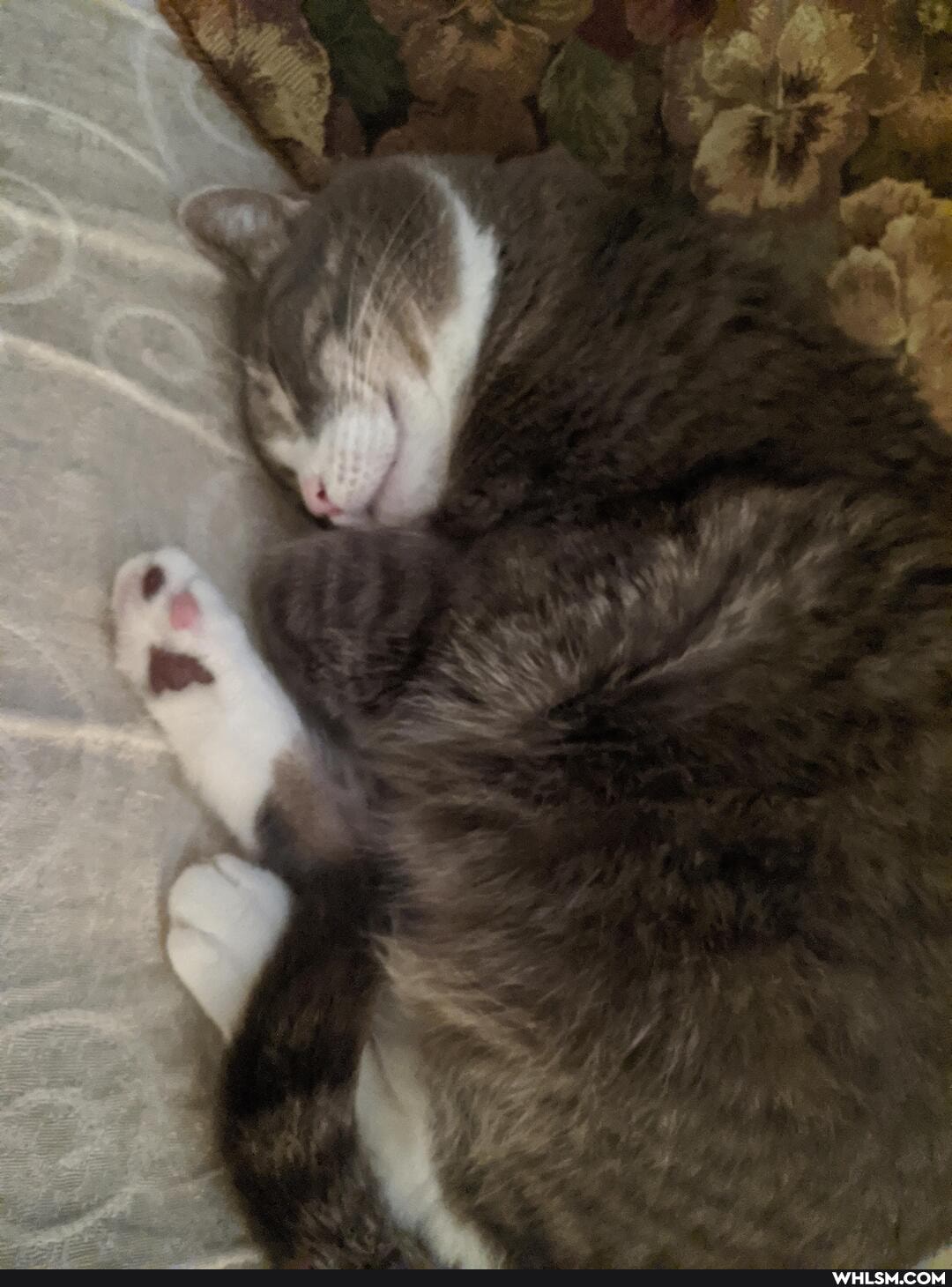 henry_the_cat, cats, aww, toebeans
