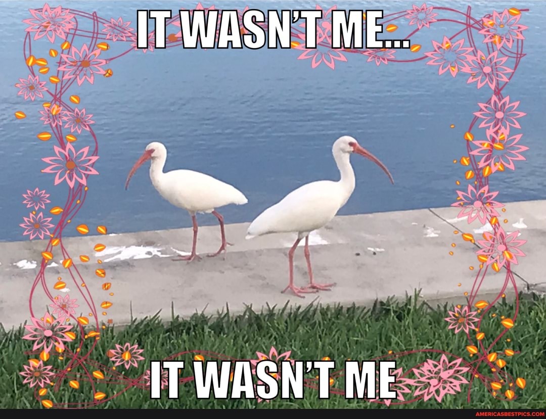 IT WASNT ME...
IT WASNT ME