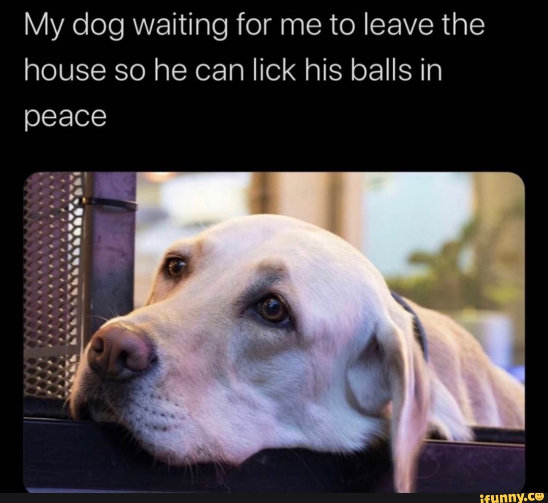 My dog waiting for me to leave the
house so he can lick his balls in
peace