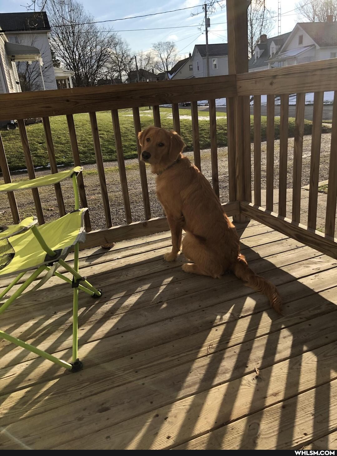 dog, aww, golden_retriever, doggo