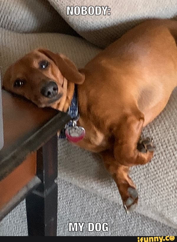 NOBODY:
MY DOG
