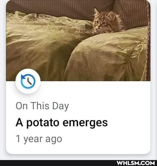 On This Day
A potato emerges
1 year ago
