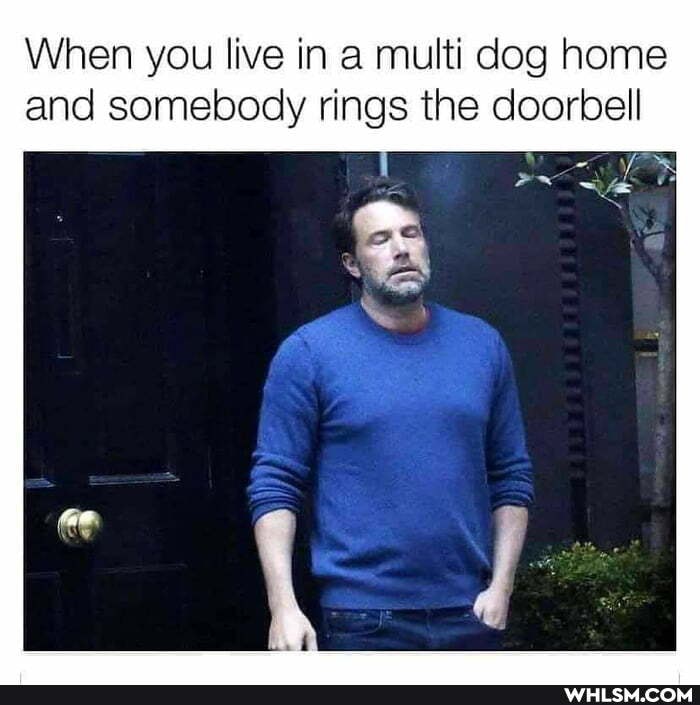 When you live in multi dog home and somebody rings the doorbell