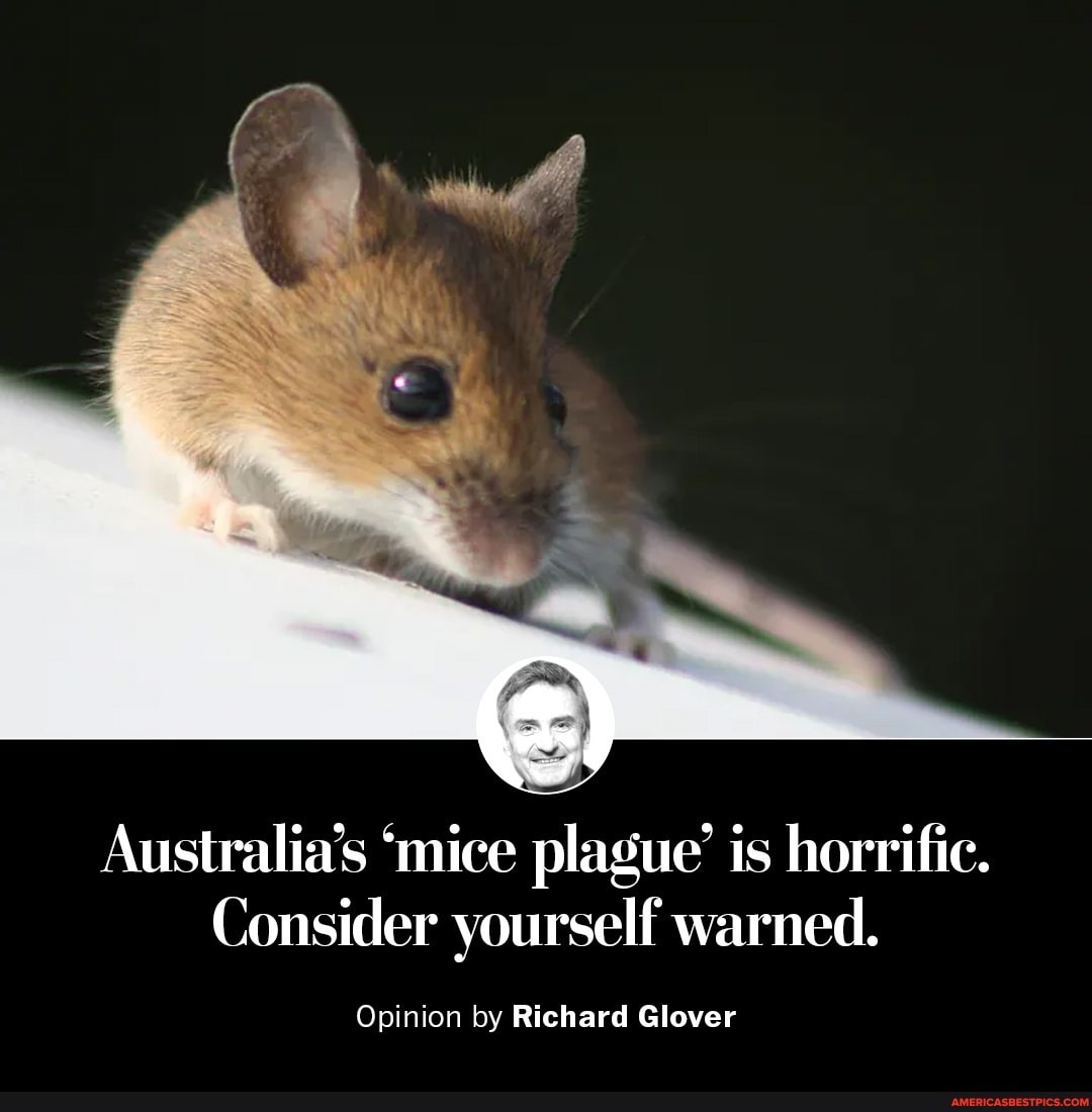 Australia's 'mice plague' is horrific.
Consider yourself warned.
Opinion by Richard Glover
