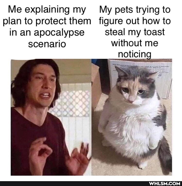 Me explaining my My pets trying to plan to protect them figure out how to in an apocalypse steal my toast scenario without me
noticing