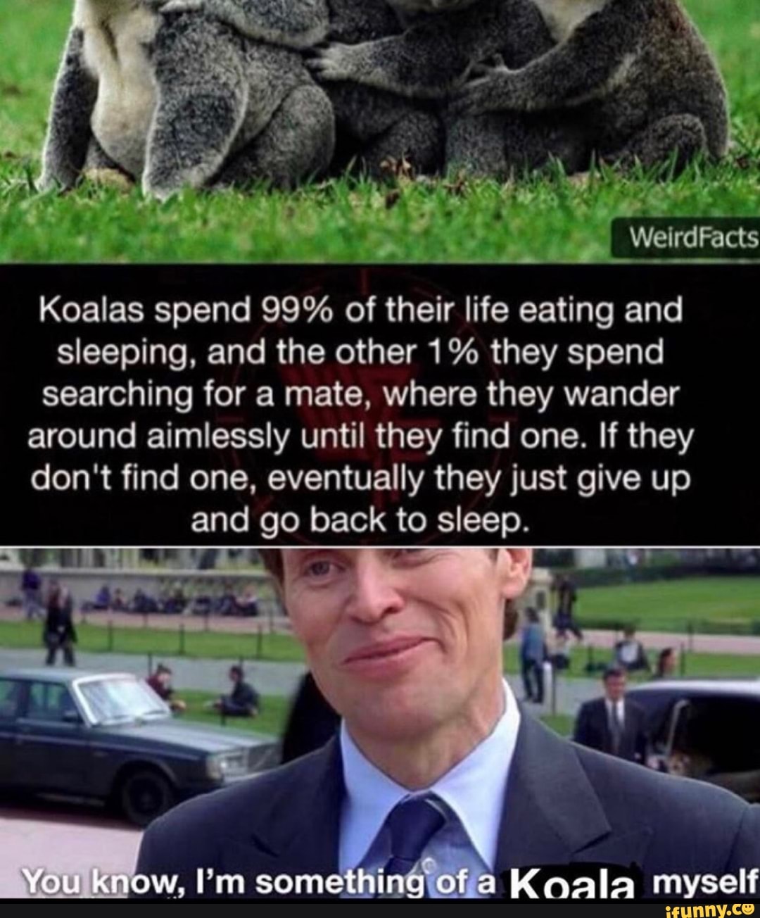 rra
Koalas spend 99% of their life eating and
sleeping, and the other 1% they spend
searching for a mate, where they wander
around aimlessly until they find one. If they
don't find one, eventually they just give up
and go back to are: