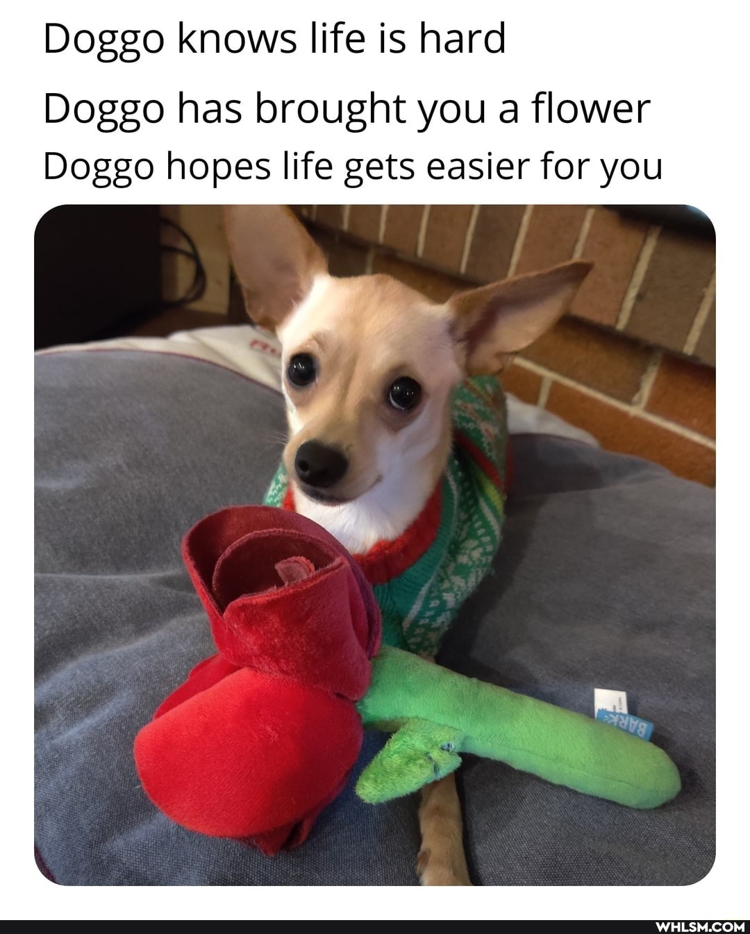 Doggo knows life is hard
Doggo has brought you a flower
Doggo hopes life gets easier for you