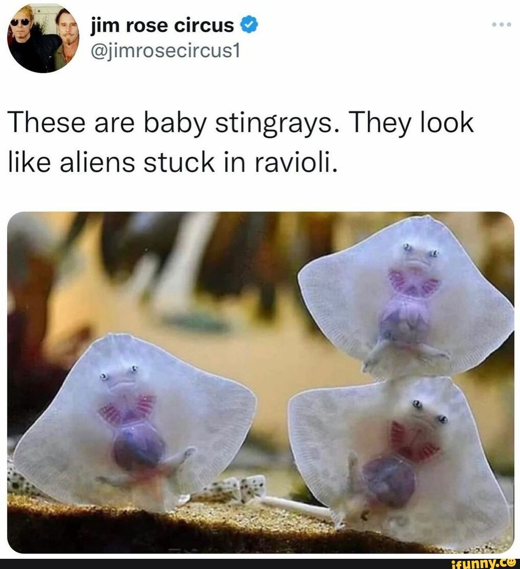 These are baby stingrays. They look like aliens stuck in ravioli. - iFunny