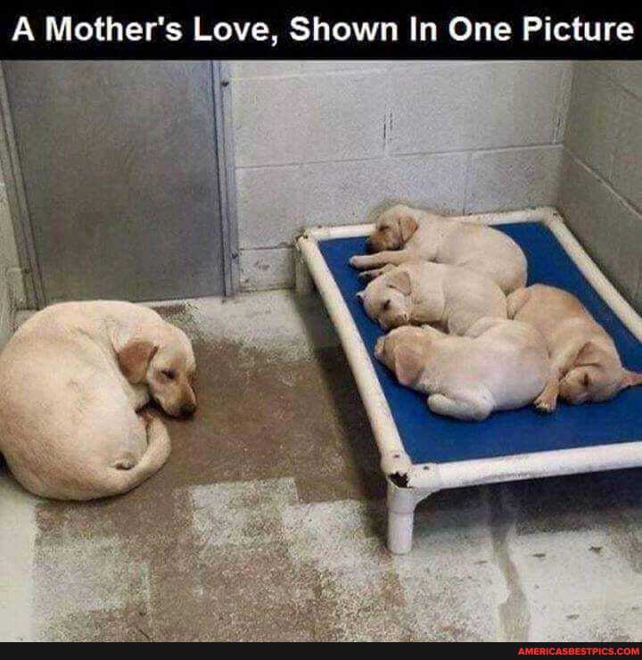 A Mother's Love, Shown In One Picture