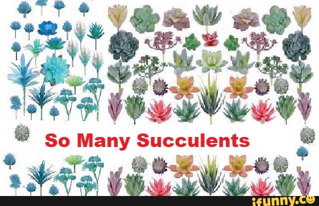 So many succulent memes - so many succulent memes ww So Many Succulents ...
