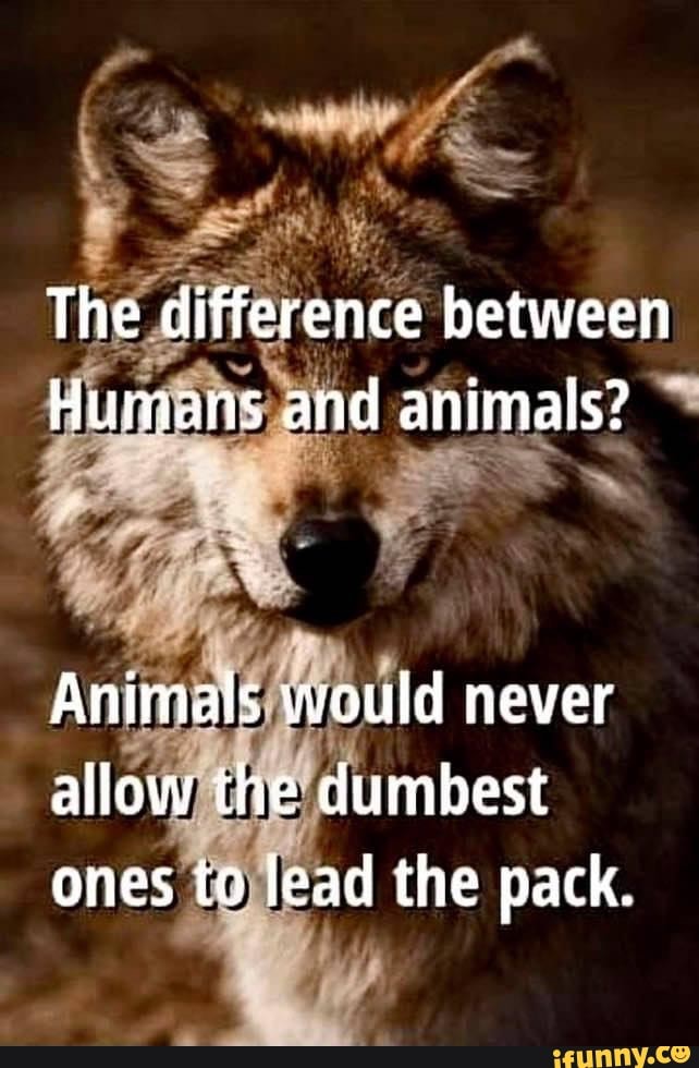 What Are The Differences Between Man And Animals