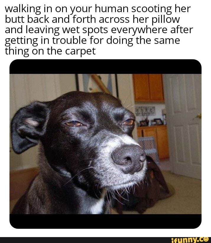 Why Is My Dog Leaving Wet Spots