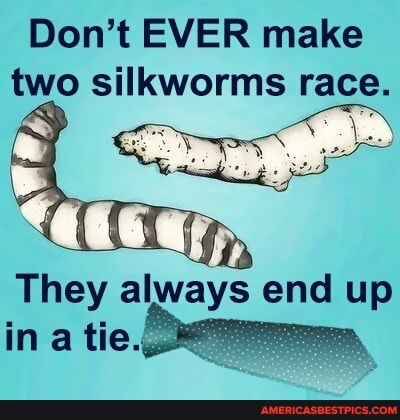 Don't EVER make two silkworms race.
es
Ty fn
They always end up in a tie.