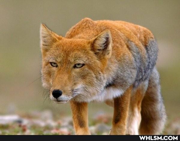 tibetan_fox, vulpes_ferrilata, tibetan_sand_fox