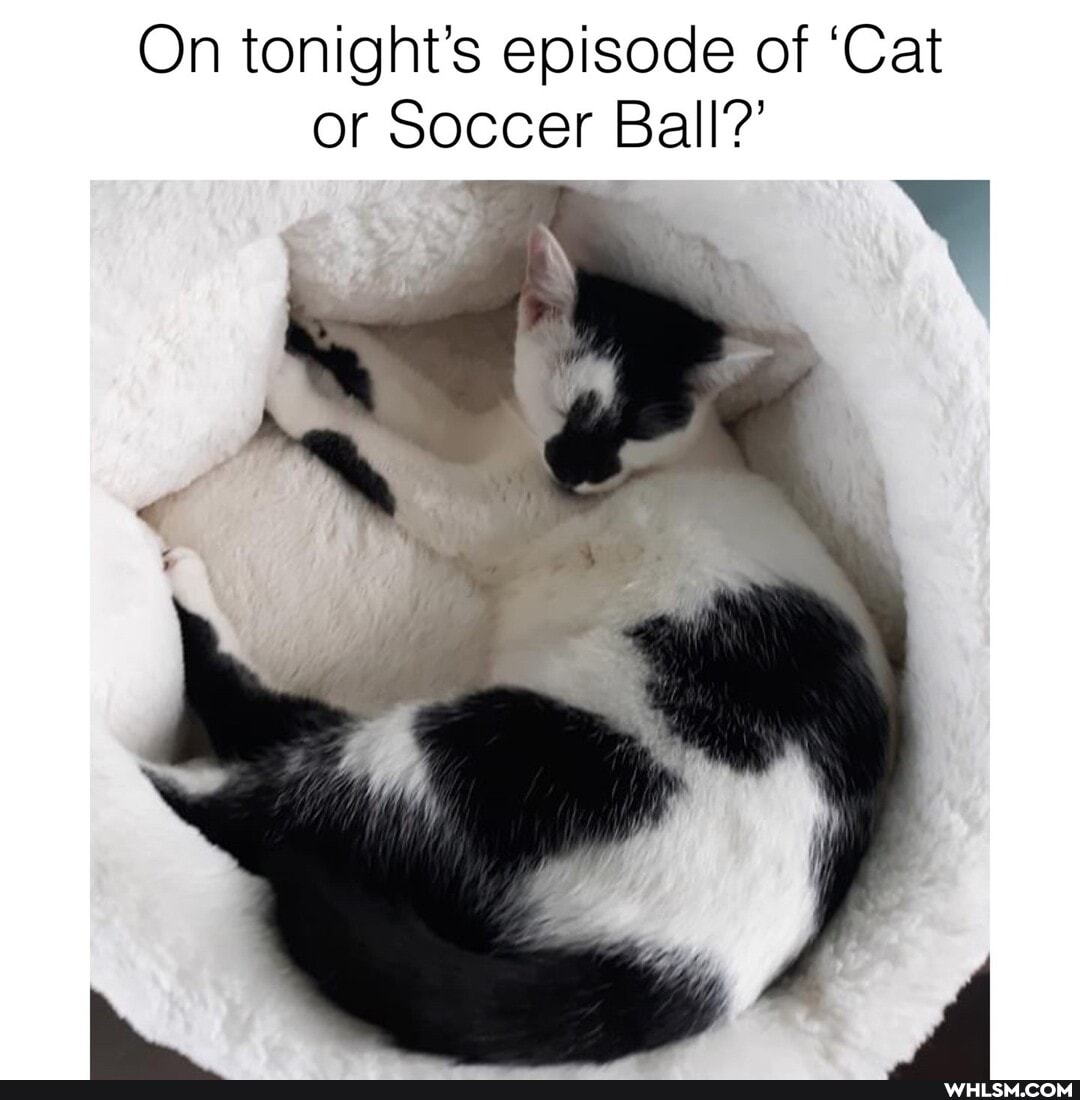 On tonight's episode of 'Cat or Soccer Ball?'