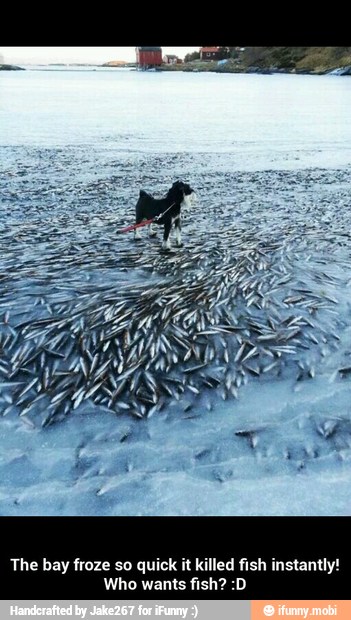The bay froze so quick it killed fish instantly! Who wants fish? :D