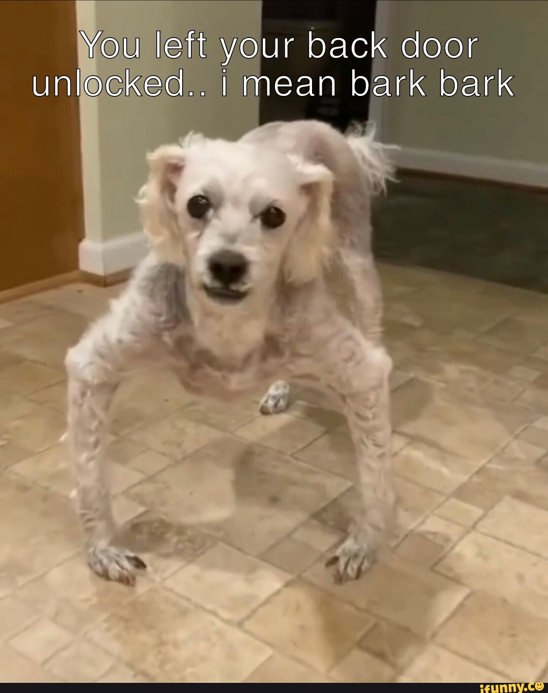 You Left Your Back Door Unlocked I Mean Bark Bark Ifunny 