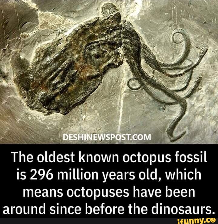 The oldest known octopus fossil is 296 million years old, which means