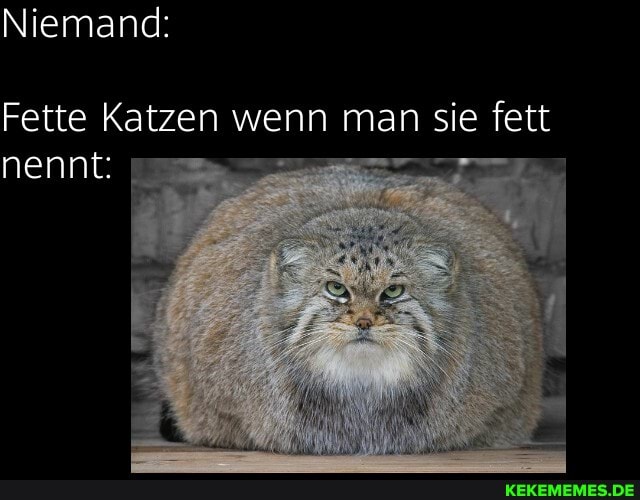 Niemand:
Fette Katzen wenn man sie fett nennt: