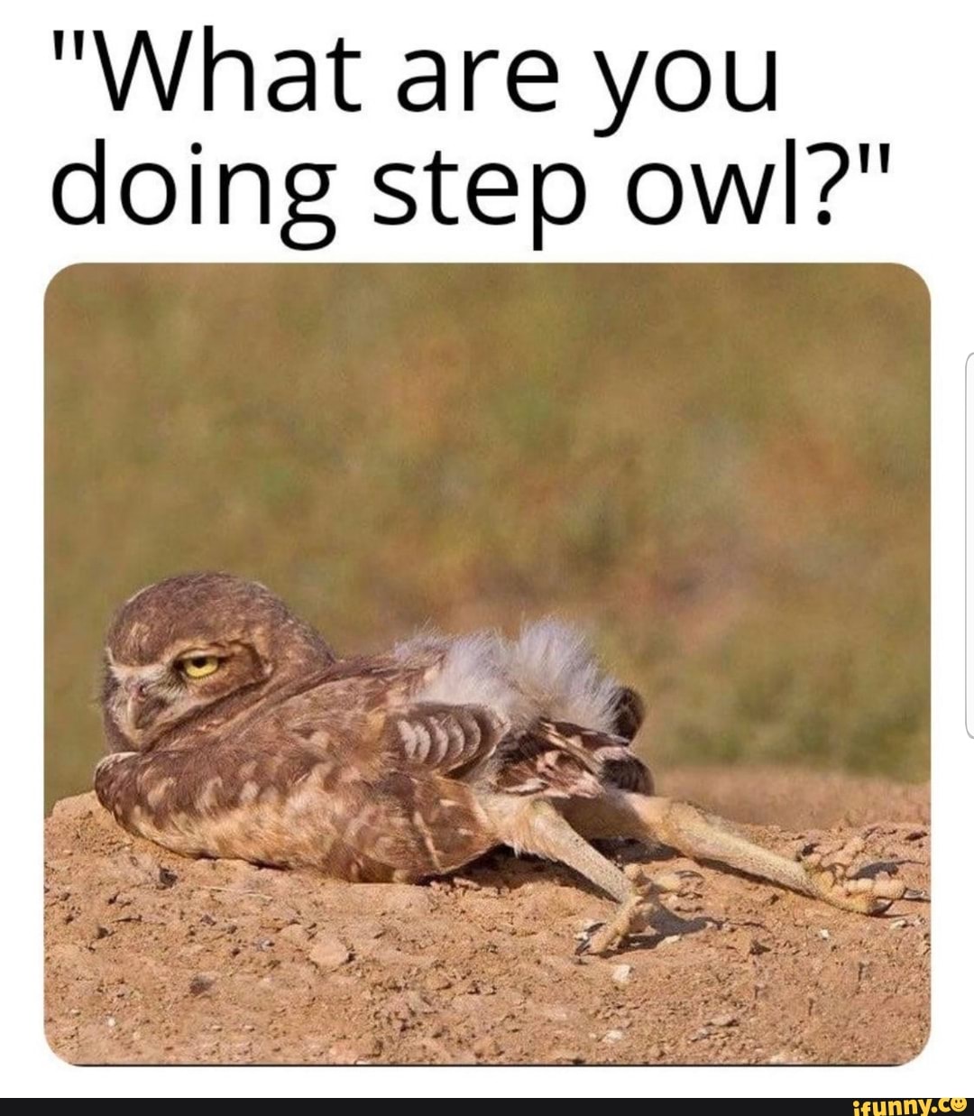 What Are You Doing Step Owl