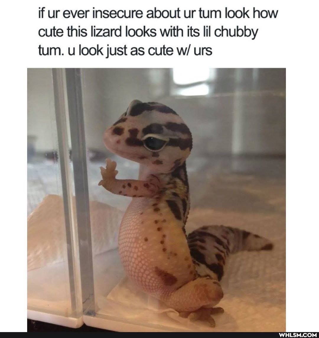 if ur ever insecure about ur tum look how cute this lizard looks with its lil chubby tum. look just as cute wi urs