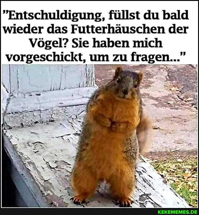 "Entschuldigung, füllst du bald wieder das Futterhäuschen der
Vögel? Sie haben mich vorgeschickt, um zu fragen..."