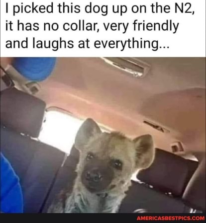 I picked this dog up on the it has no collar, very friendly and laughs at everything...