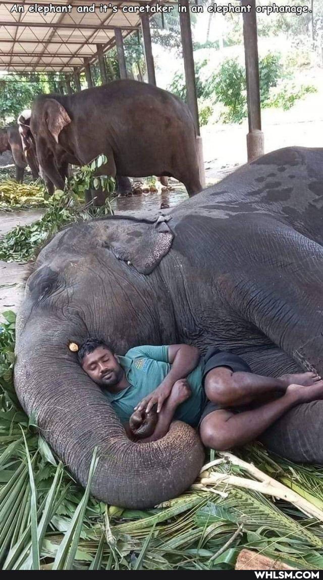 fan elephant onphanagel