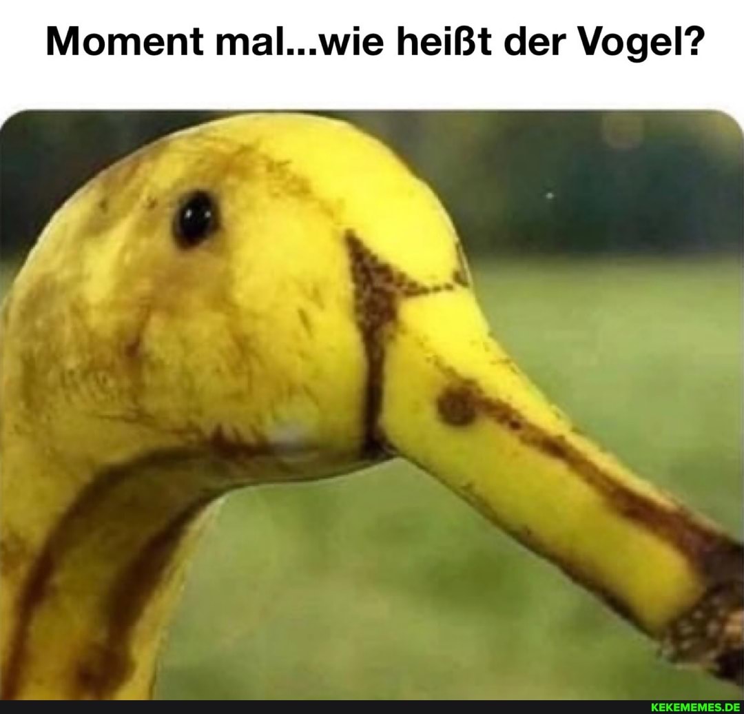 Moment mal. wie heißt der Vogel?