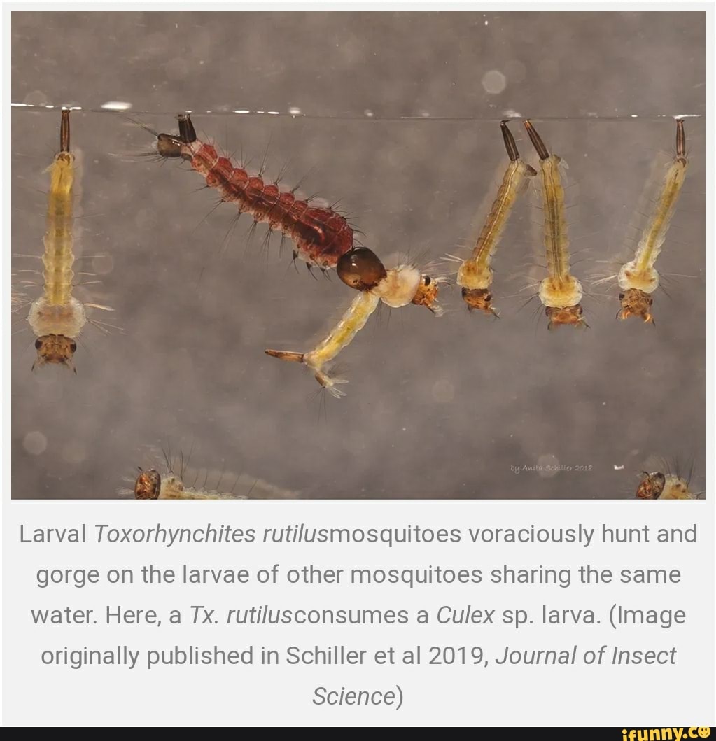 Larval Toxorhynchites rutilusmosquitoes voraciously hunt and
gorge on the larvae of other mosquitoes sharing the same
water. Here, a Tx. rutilusconsumes a Culex sp. larva. (Image
originally published in Schiller et al 2019, Journal of Insect
Science)