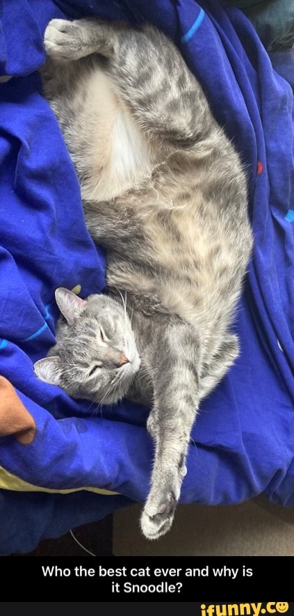 Who the best cat ever and why is it Snoodle? - Who the best cat ever and why is it Snoodle?