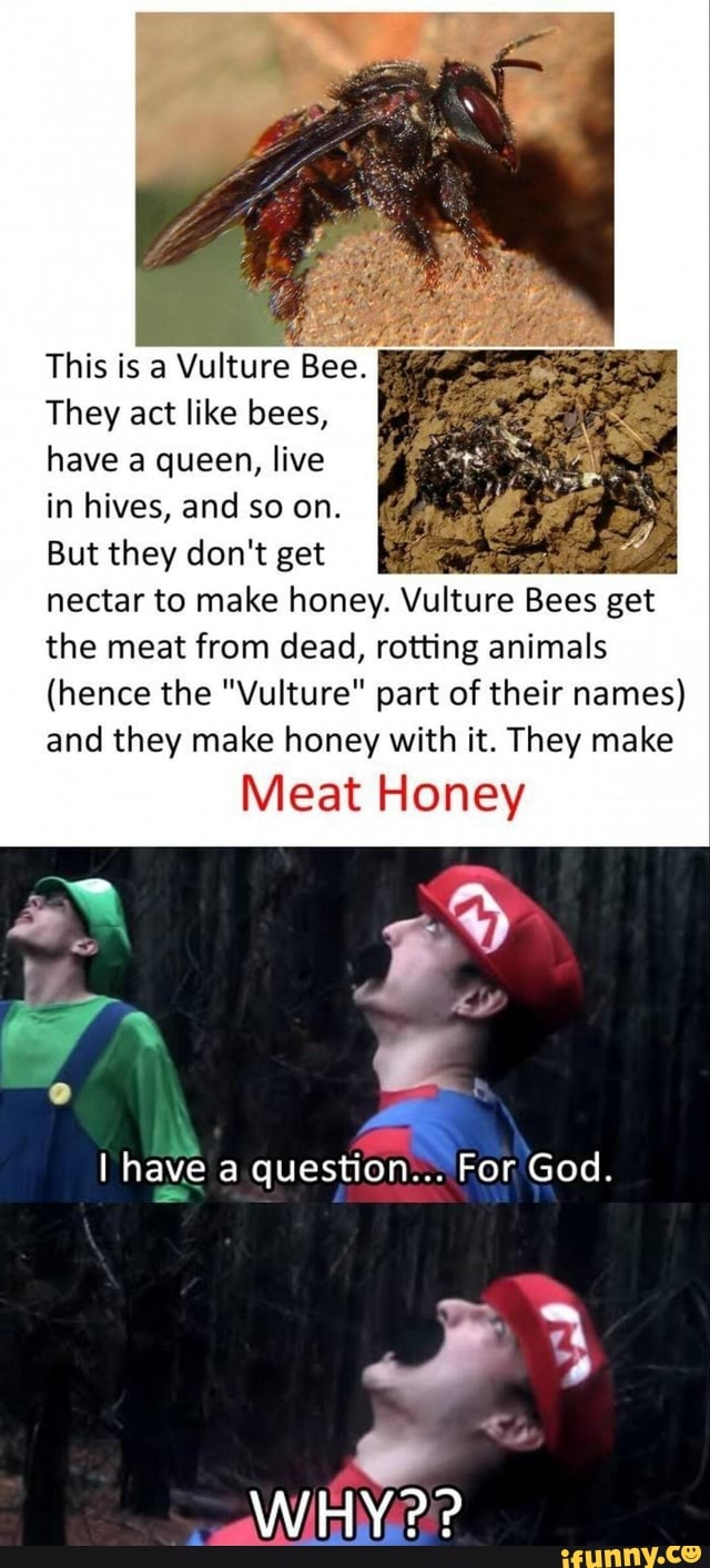 This is a Vulture Bee.
They act like bees, have a queen, live
in hives, and so on.
But they don't get
nectar to make honey. Vulture Bees get the meat from dead, rotting animals
(hence the "Vulture" part of their names) and they make honey with it. They make
Meat Honey
AD
I have question... For God.
WHY??