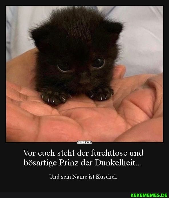 Vor euch steht der furchtlose und
bösartige Prinz der Dunkelheit...
Und sein Name ist Kuschel.