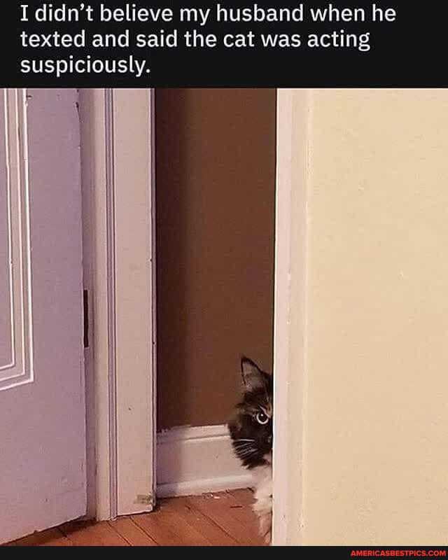 I didn't believe my husband when he texted and said the cat was acting suspiciously.
