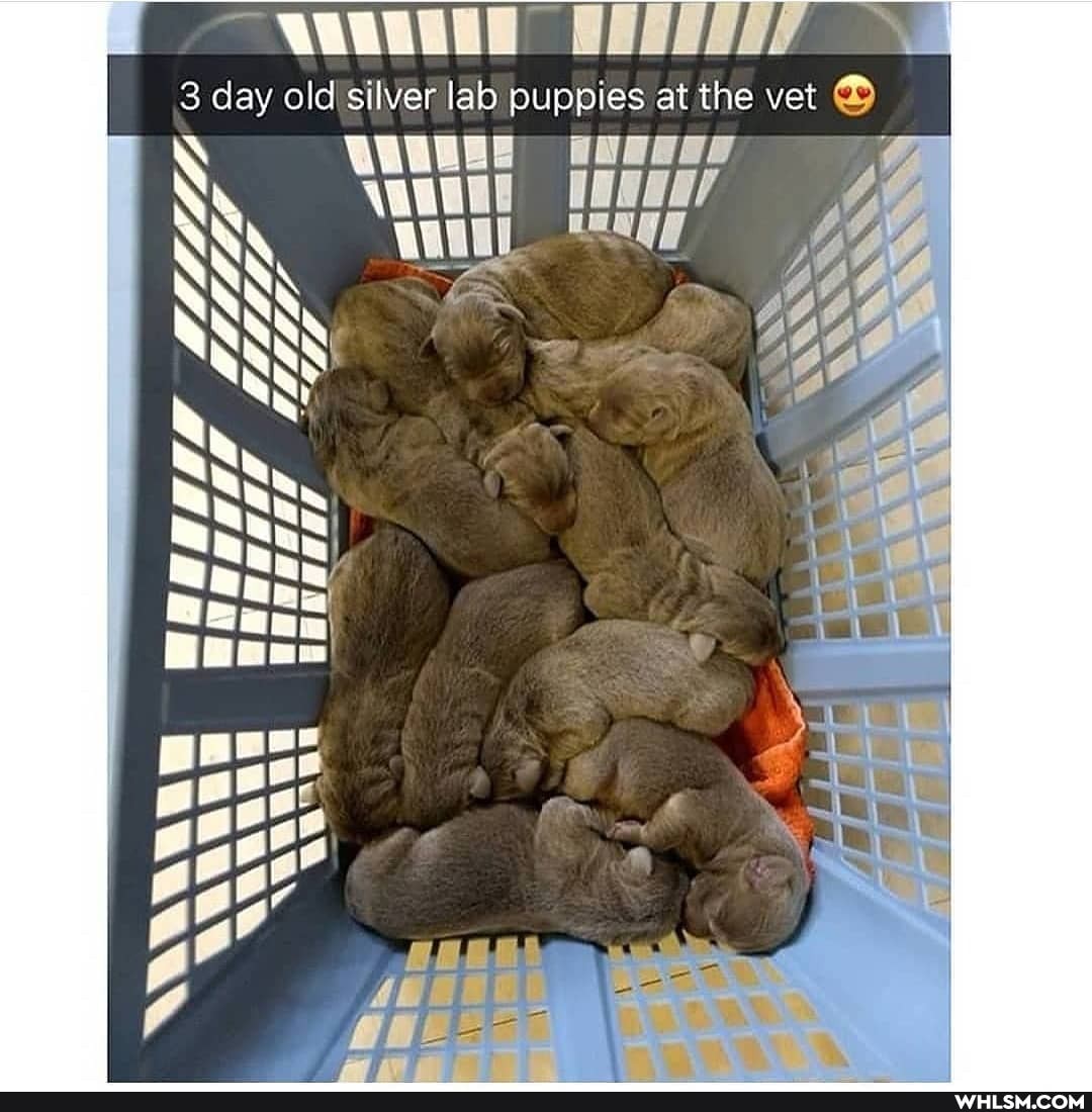 3 day ald silver lab puppies at the vet ~
LEELE S
AS
