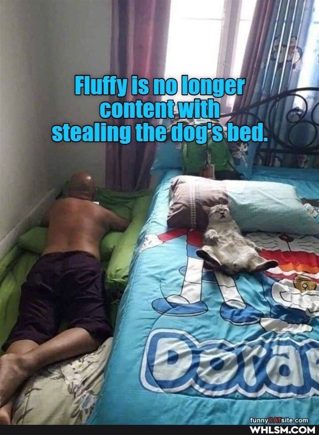 content With?'
stealing the