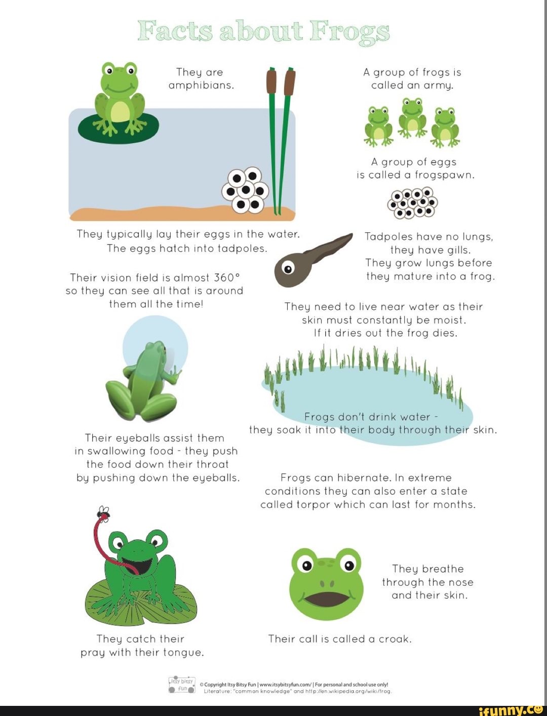 Frogs They are amphibians. A group of frogs is called an army. A group of  eggs