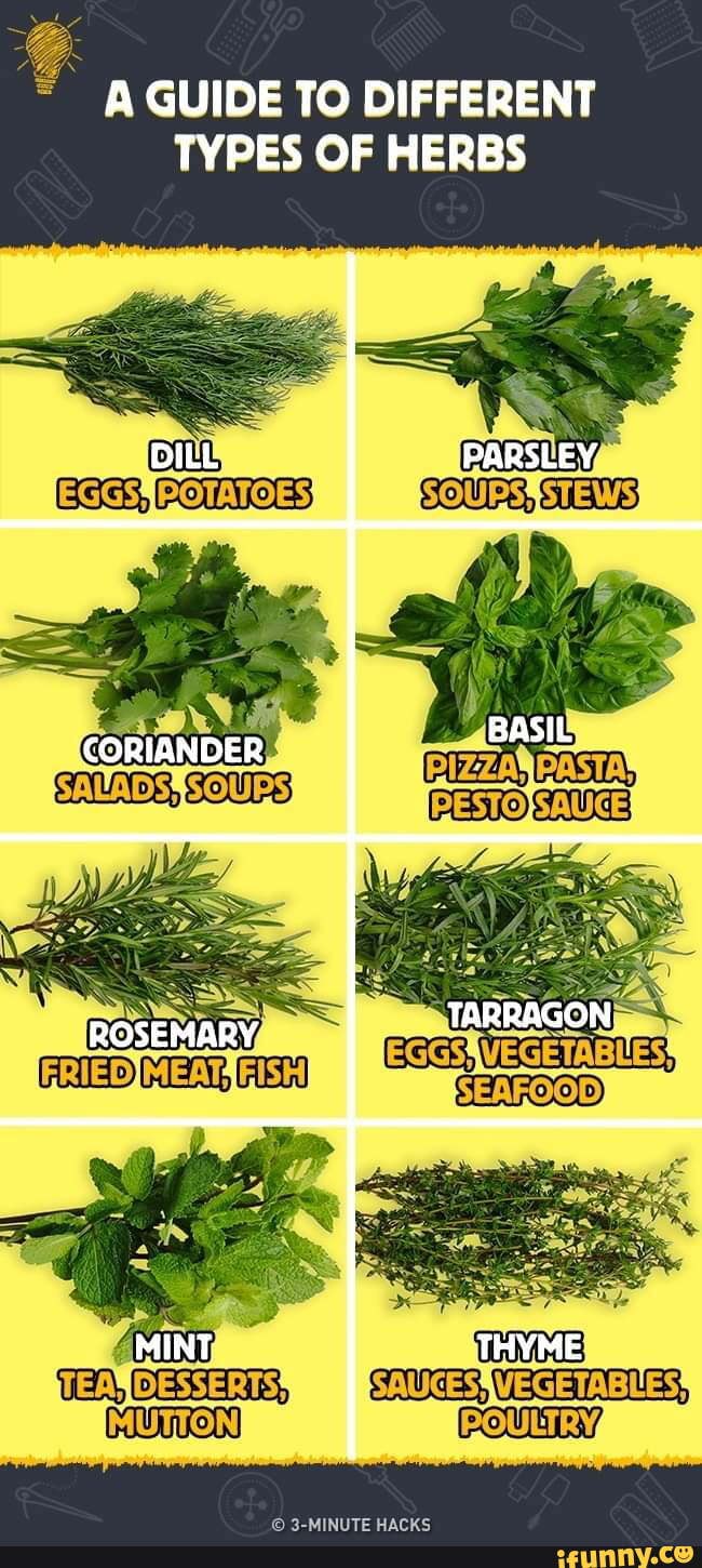 A GUIDE TO DIFFERENT TYPES OF HERBS PARSLEY CORIANDER ROSEMARY TARRAGON ...