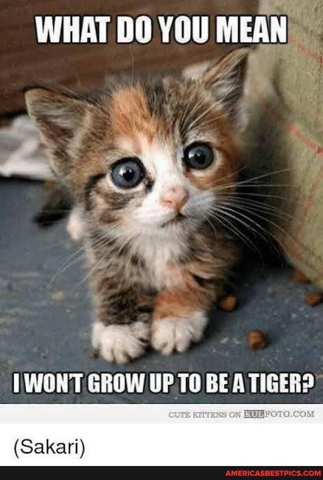 WHAT DO YOU MEAN
OF
WONT GROW UP TO BEA TIGER?