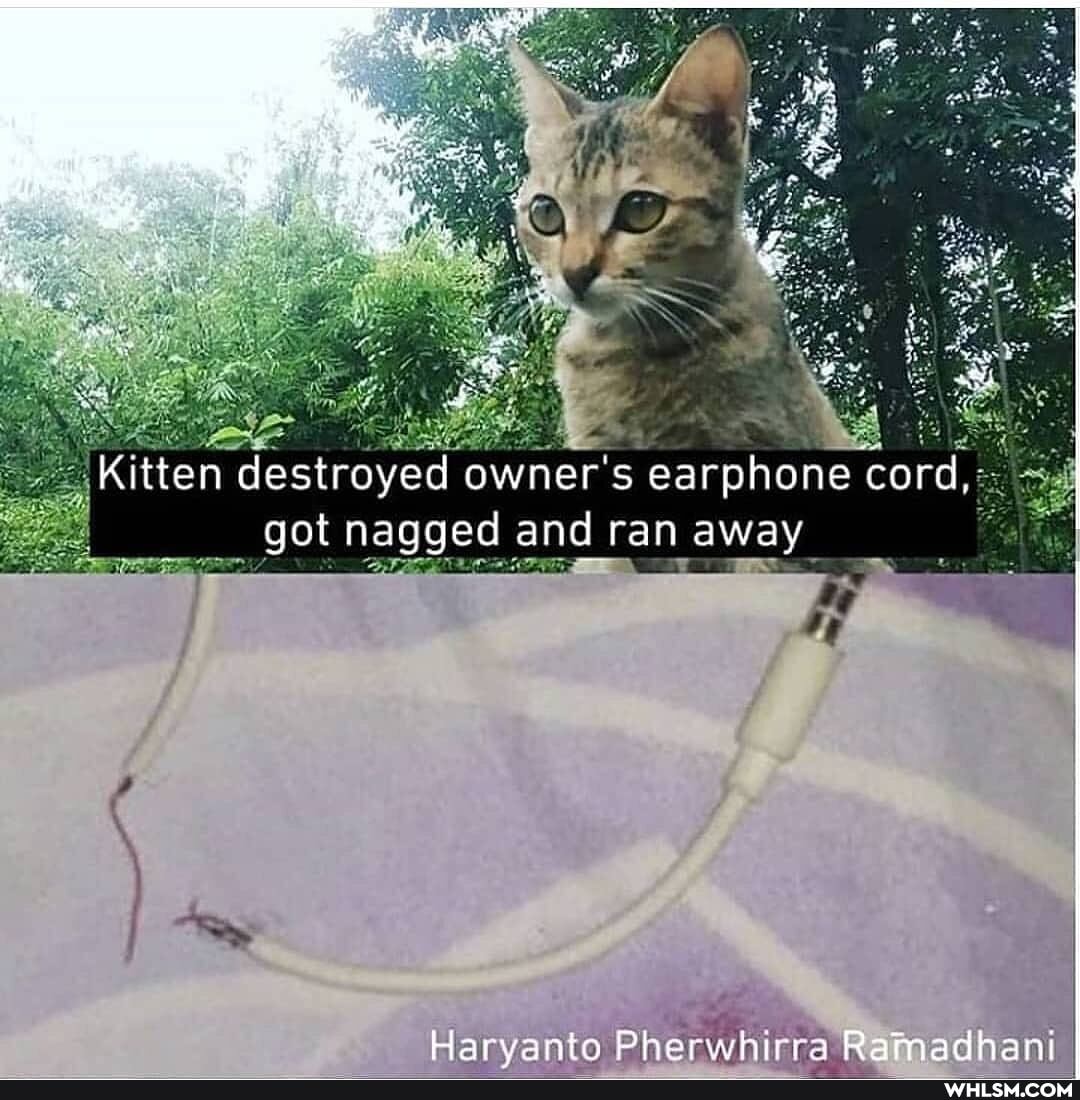 Kitten destroyed owner's earphone cord, got nagged and ran away
Harvanto Pherwhirra Ramadhan)