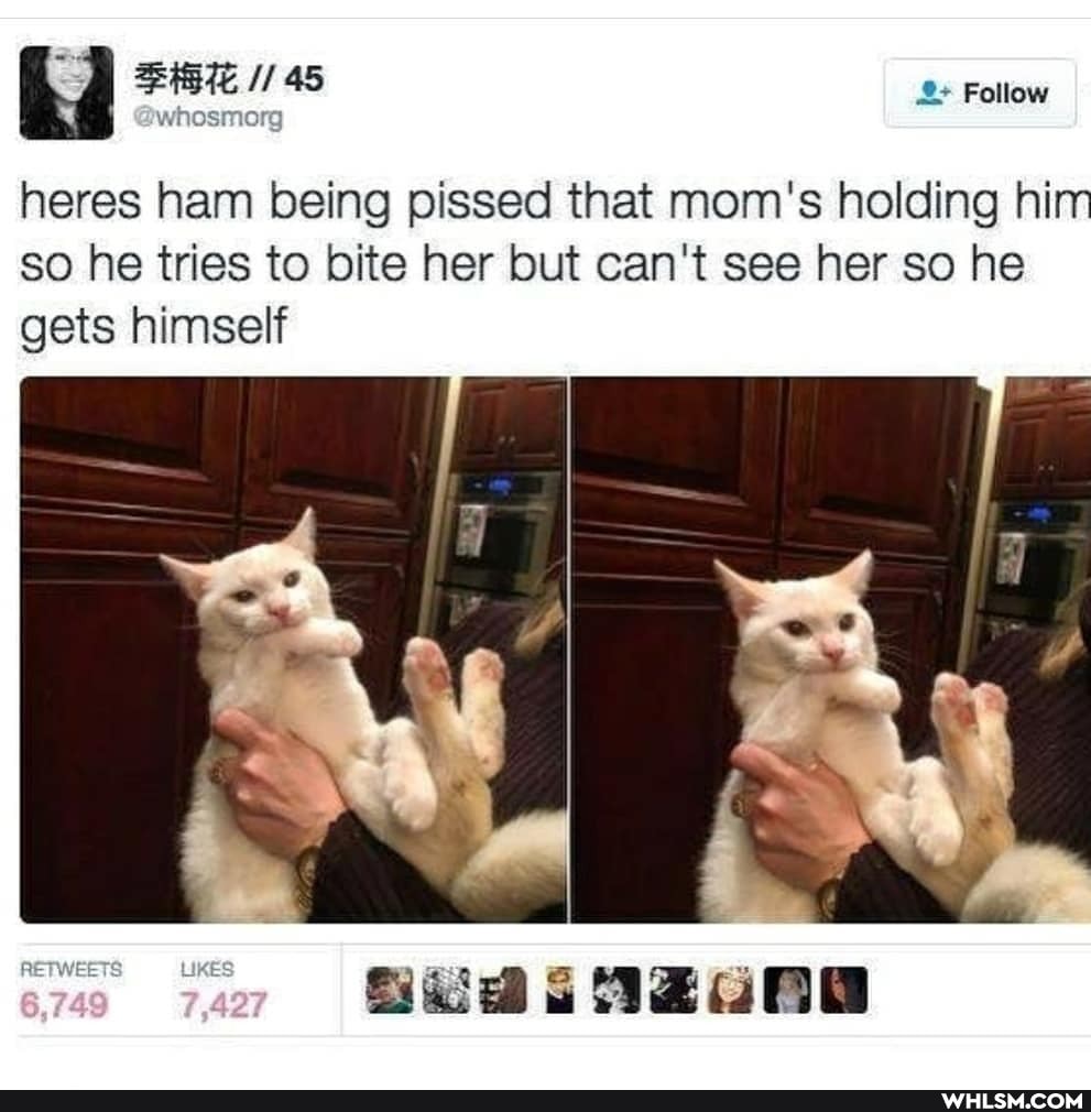 Follow
heres ham being pissed that mom's holding him so he tries to bite her but can't see her so he gets himself