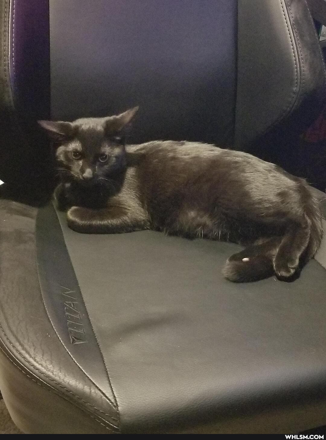 aww, cat, caturday