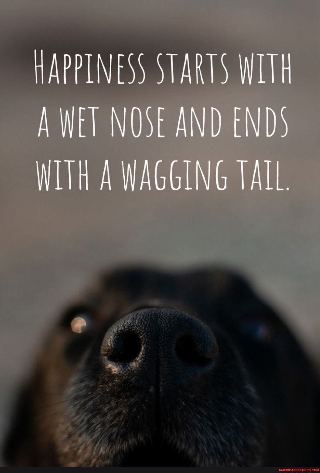 HAPPINESS STARTS WITH A WET NOSE AND ENDS WAGGING TALL - America’s best ...