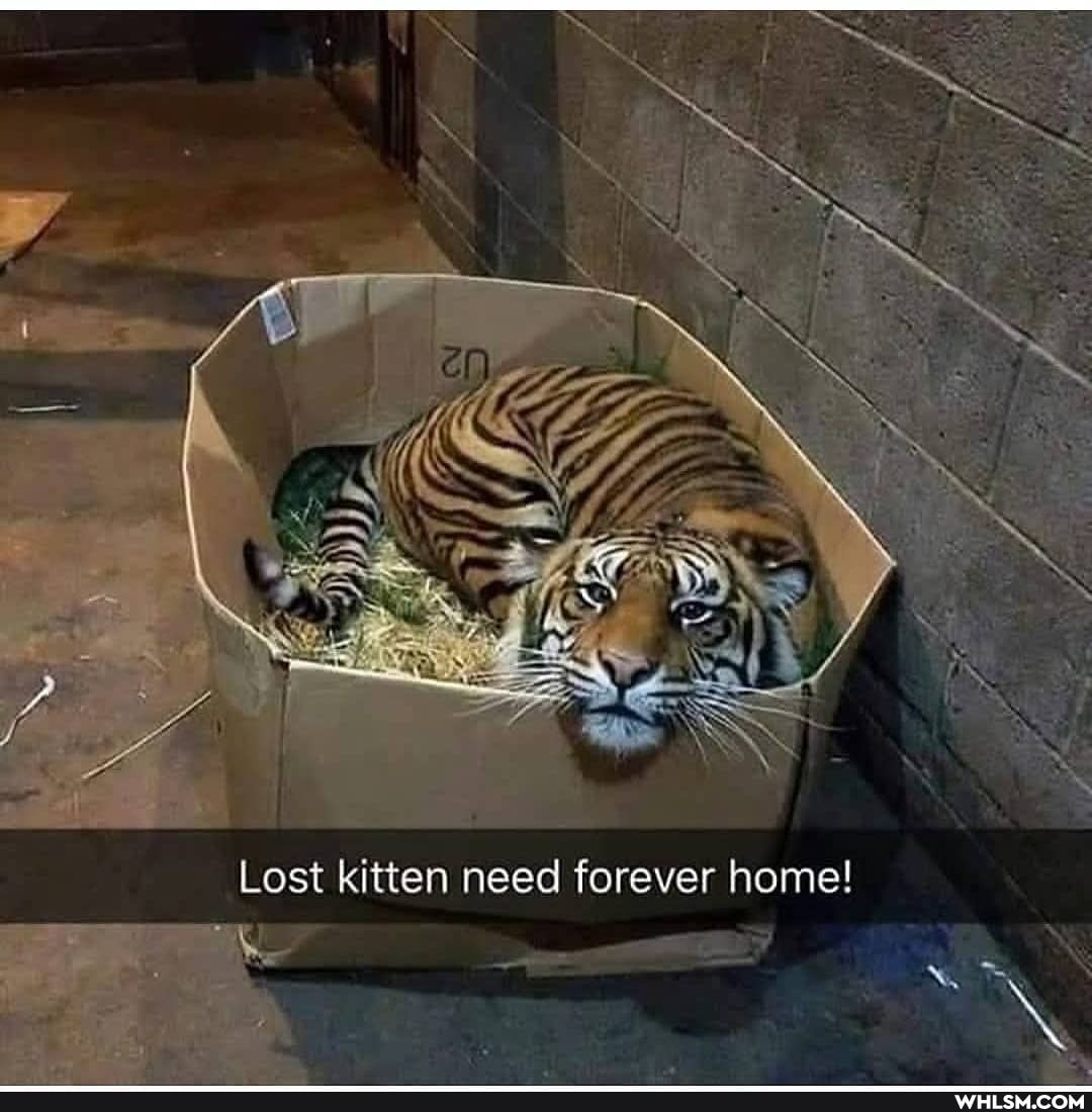 Lost kitten need forever home!
