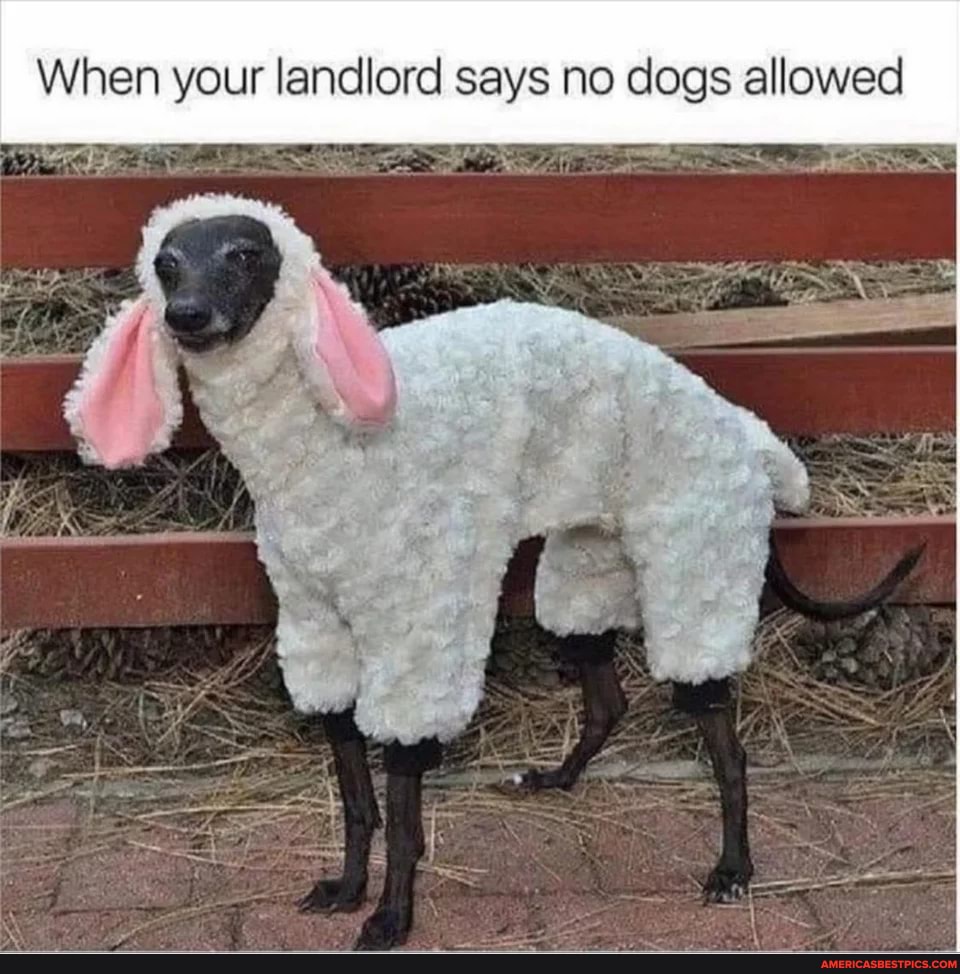When your landlord says no dogs allowed
RE