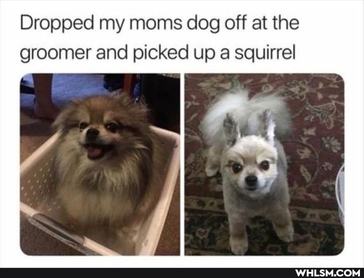 Dropped my moms dog off at the groomer and picked up a squirrel