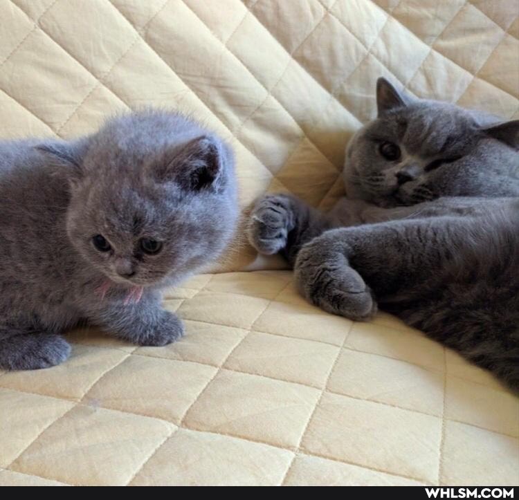 cat, love, caturday