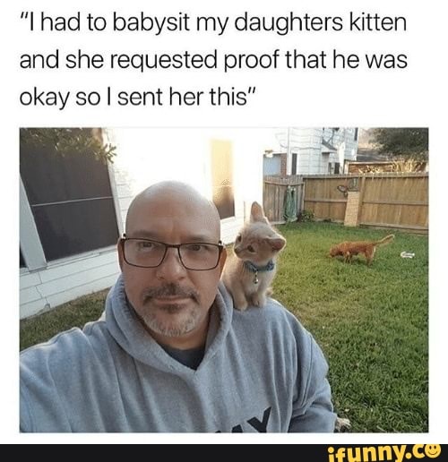had to babysit my daughters kitten and she requested proof that he was okay so I sent her this"